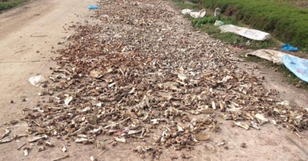 Làng giết mổ gia cầm sống chung với ô nhiễm đến bao giờ?