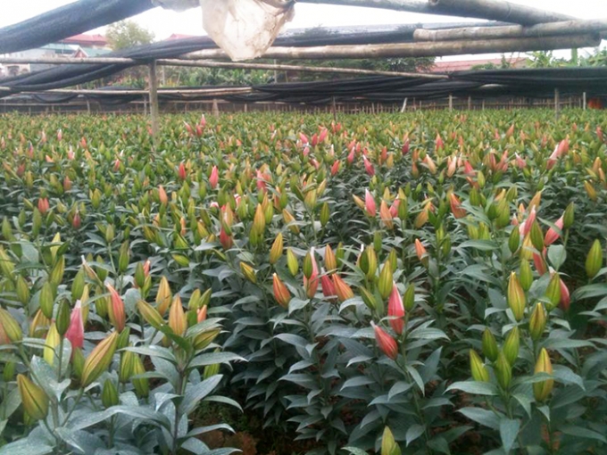 Hoa Ly nở sớm bởi thời tiết thay đổi thất thường.