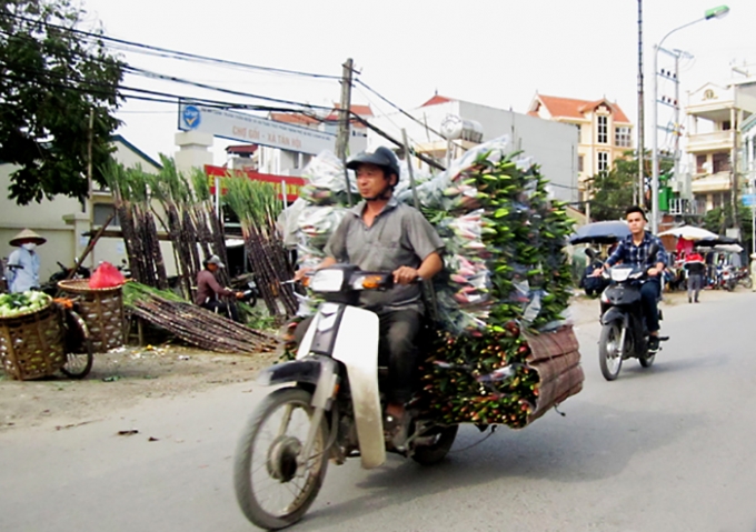 Người d&acirc;n vẫn phải chấp nhận b&aacute;n hoa ly với gi&aacute; b&egrave;o bọt.