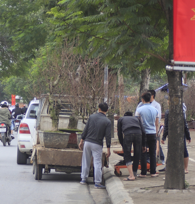 Những gốc đ&agrave;o thế được chở đi rầm rập.