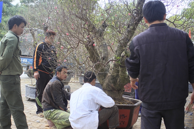 Theo những người trồng đ&agrave;o, năm nay biến đổi thời tiết kh&aacute; thất thường n&ecirc;n hiện tại chưa thể đ&aacute;nh gi&aacute; c&oacute; được m&ugrave;a hay kh&ocirc;ng d&ugrave; đ&agrave;o đ&atilde; ra chợ.