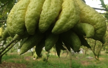 Ngắm vườn phật thủ “nghìn tay” giá bạc triệu mỗi quả