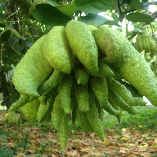 Phật thủ ngh&igrave;n tay được chủ vườn Xinh rao b&aacute;n với gi&aacute; 2 triệu đồng.