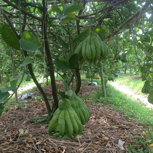 Vườn phật thủ đang độ ch&iacute;n đợi Tết nguy&ecirc;n đ&aacute;n.