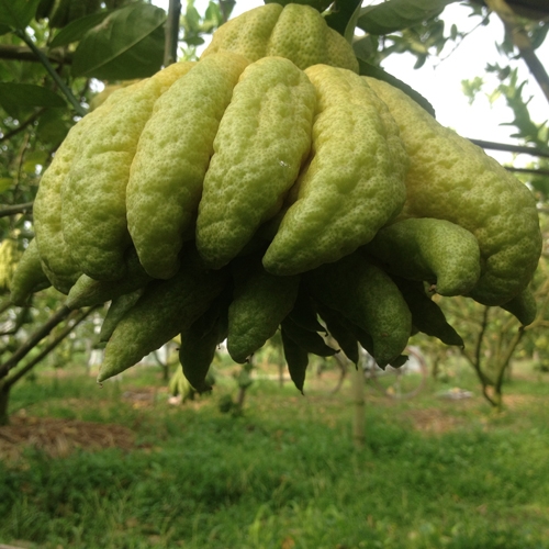 Phật thủ l&agrave; loại quả quen thuộc tr&ecirc;n b&agrave;n thờ của người Việt mỗi dịp ng&agrave;y rằm, ng&agrave;y lễ, Tết.