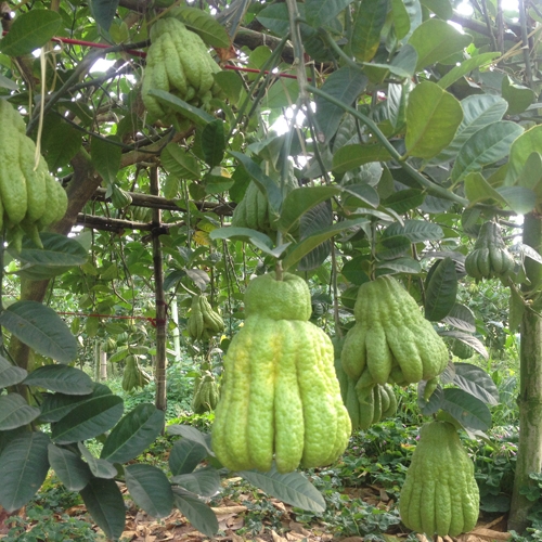 Những c&acirc;y phật thủ sum su&ecirc; tr&aacute;i.