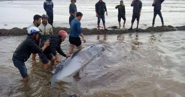 Giải cứu cá voi 3 tấn bị mắc cạn ở biển Nam Định