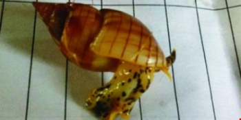 Ốc bùn bóng bán ngoài chợ có thể… giết người