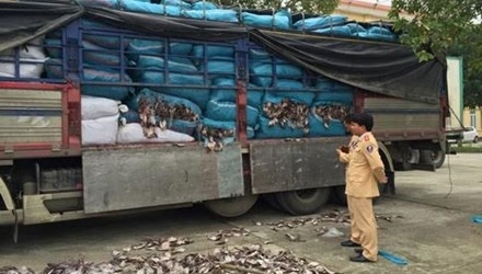 Bắt 20 tấn mực khô ẩm mốc sắp được tung ra thị trường Hà Nội