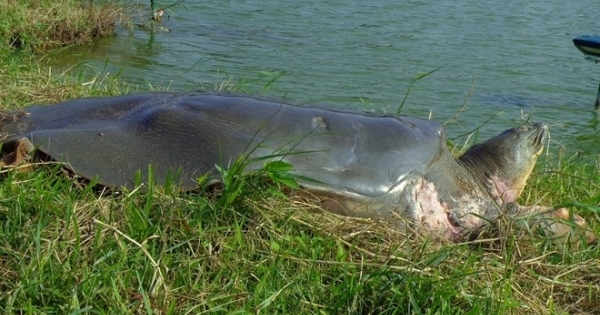 Xác cụ Rùa Hồ Gươm chuyển về Bảo tàng Thiên nhiên