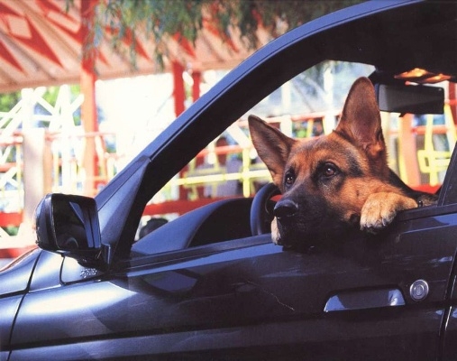 Ch&uacute; ch&oacute; Rex rất th&ocirc;ng minh v&agrave; lu&ocirc;n s&aacute;t c&aacute;nh c&ugrave;ng cảnh s&aacute;t truy bắt tội phạm. Ảnh: internet.