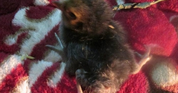 Xôn xao gà 4 chân ở xứ Nghệ