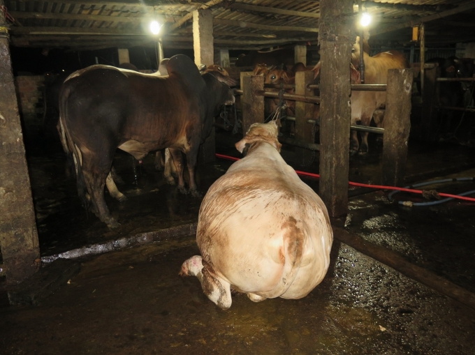 Một con b&ograve; bị bơm nước căng kh&ocirc;ng đứng dậy được.