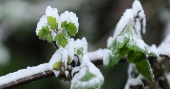 Băng tuyết phủ kín Mẫu Sơn