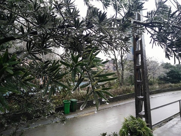 Đường phố v&agrave; c&acirc;y cối cũng bị động cứng do mưa tuyết.