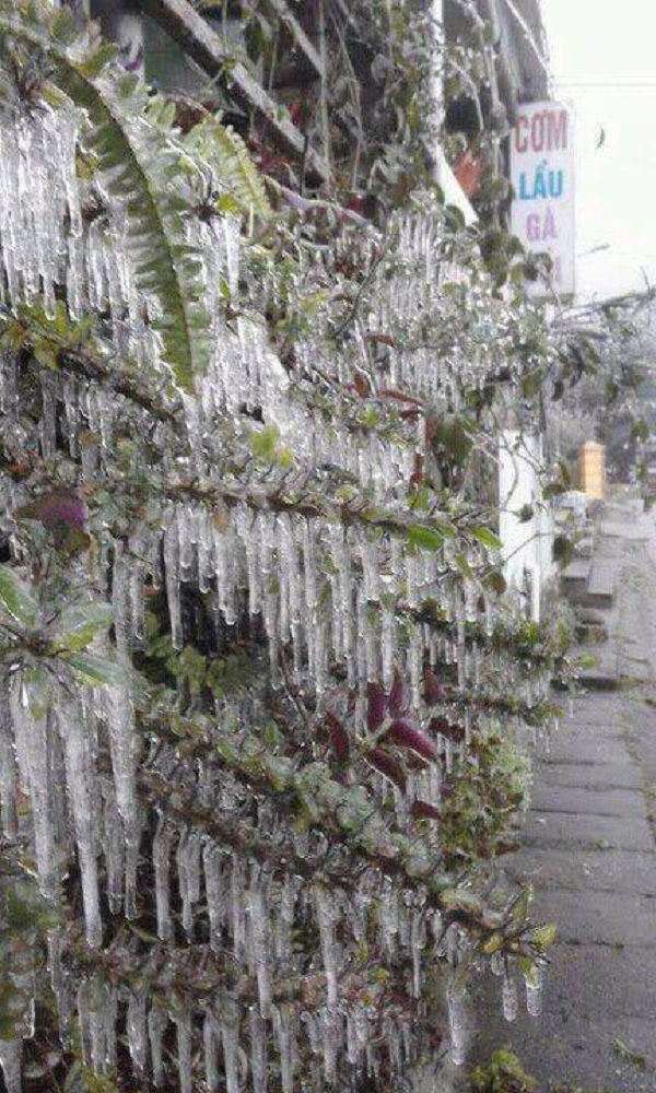 Tam Đảo, Vĩnh Ph&uacute;c cũng đ&atilde; xuất hiện băng tuyết