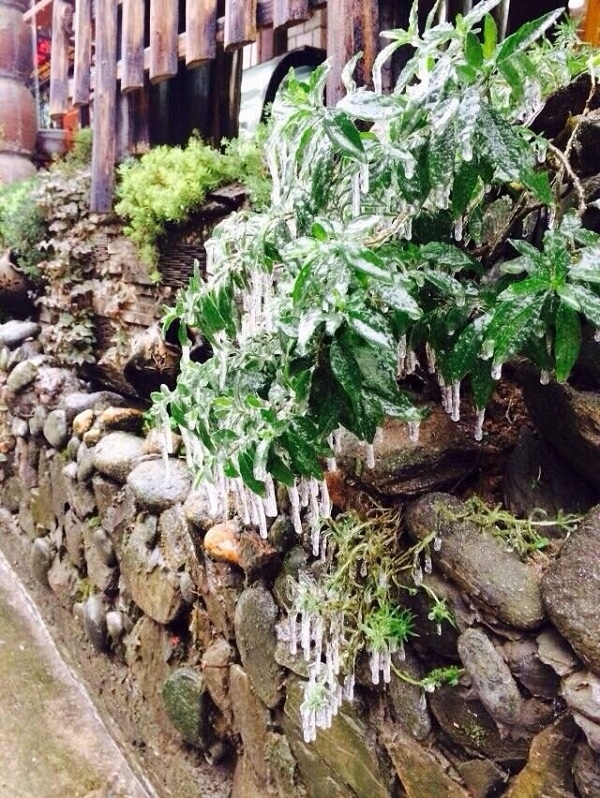 Tam Đảo, Vĩnh Ph&uacute;c cũng đ&atilde; xuất hiện băng tuyết