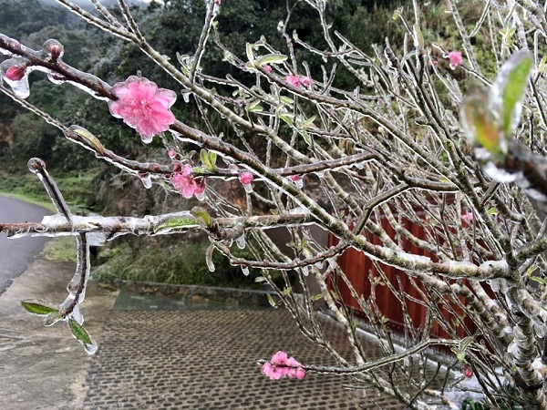 Những c&aacute;nh hoa đ&agrave;o trực tết cũng bị đ&ocirc;ng cứng lại ngo&agrave;i trời.