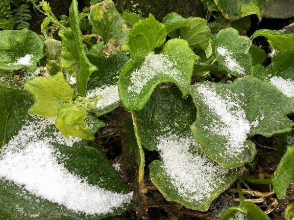 Hoa m&agrave;u của n&ocirc;ng d&acirc;n cũng đ&atilde; bị phủ một m&agrave;u trắng x&oacute;a.