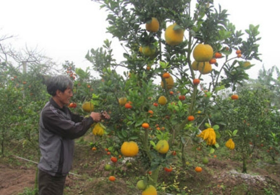 Lao động s&aacute;ng tạo đ&atilde; gi&uacute;p &ocirc;ng L&ecirc; Đức Gi&aacute;p nảy sinh ra &yacute; tưởng gh&eacute;p nhiều loại quả tr&ecirc;n một th&acirc;n c&acirc;y