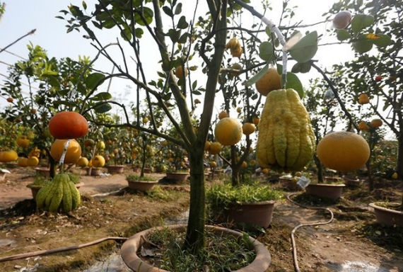 Nhờ mối gh&eacute;p tinh tế m&agrave; nhiều loại quả sống tr&ecirc;n một th&acirc;n c&acirc;y vẫn giữ được vị ri&ecirc;ng