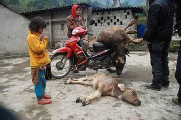 Nhiều tr&acirc;u, b&ograve; đ&atilde; chết r&eacute;t.