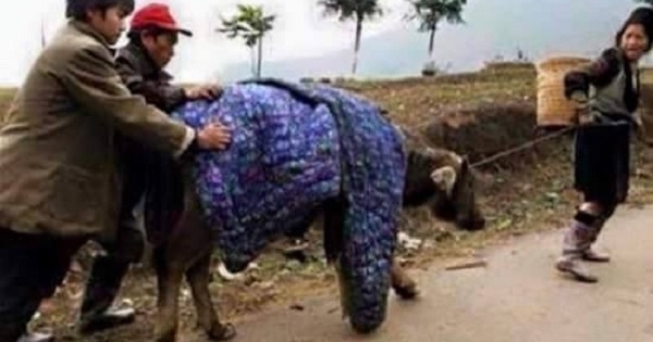 Gần 900 con gia súc chết trong 2 ngày rét kỷ lục