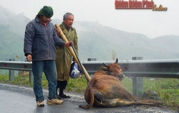 Điện Biên: Hàng trăm con trâu, bò bị chết rét