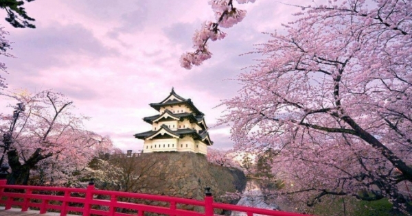 Vui xuân, đón tết cùng Lễ hội Ngắm hoa Anh đào Hanami