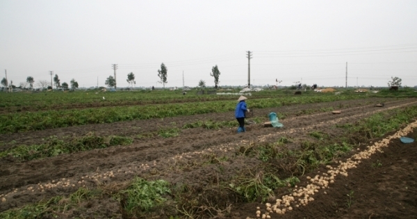 Nam Định: Nông dân điêu đứng vì khoai tây chỉ 3.000 đồng/kg