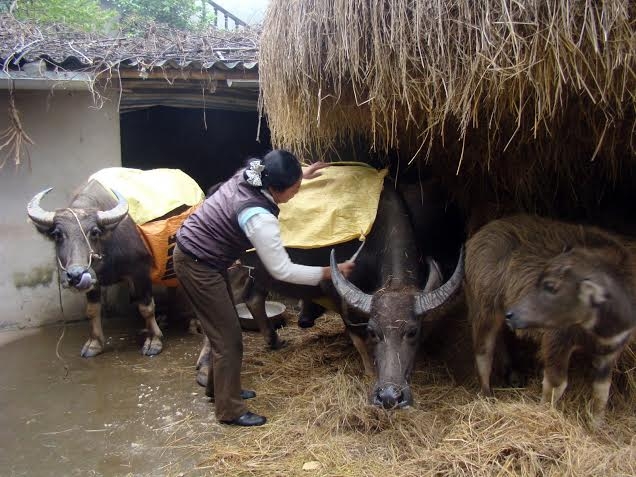 Ph&ograve;ng chống r&eacute;t cho đ&agrave;n tr&acirc;u b&ograve;.