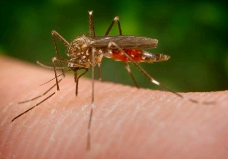 Virus Zika được cảnh b&aacute;o l&acirc;y lan qua đường c&ocirc;n tr&ugrave;ng, bọ gậy. Ảnh internet.