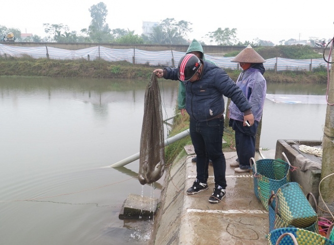 Lượng c&aacute; chết qu&aacute; nhiều, b&agrave; con n&ocirc;ng d&acirc;n Th&aacute;i B&igrave;nh phải b&aacute;n th&aacute;o cho thương l&aacute;i để vớt v&aacute;t ch&uacute;t vốn. Ảnh: CTV Hải An.