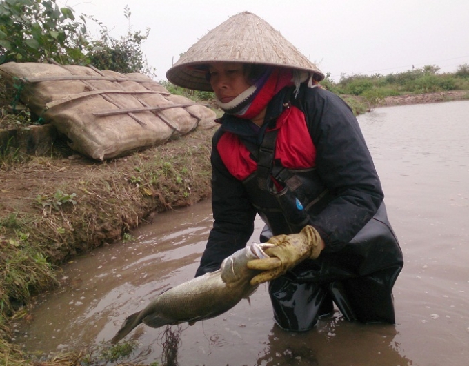 Những con c&aacute; vược sắp đến kỳ xuất b&aacute;n chết v&igrave; qu&aacute; r&eacute;t.&nbsp;Ảnh: CTV Hải An.