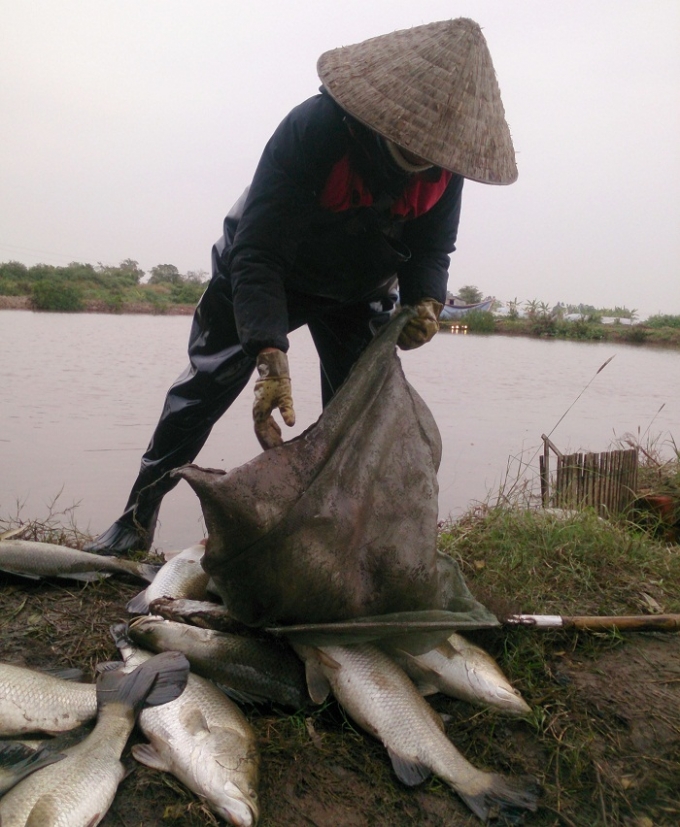 Lượng c&aacute; chết v&igrave; r&eacute;t qu&aacute; nhiều, được coi l&agrave; kỷ lục 10 năm trở lại đ&acirc;y tại Th&aacute;i B&igrave;nh. Ảnh: CTV Hải An.&nbsp;