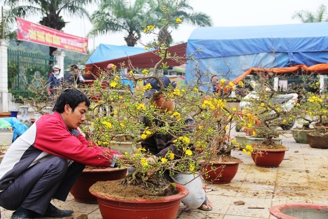 Những c&acirc;y mai v&agrave;ng&nbsp;đang&nbsp;được người b&aacute;n chăm ch&uacute;t (ảnh CTV).