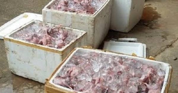 Nghệ An: Tiêu hủy gần 300 kg chim Cút không rõ nguồn gốc