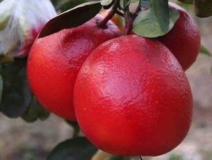 "Săn" tìm bưởi đỏ tiến vua dịp tết