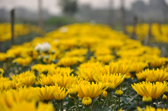 Hoa c&uacute;c v&agrave;ng lu&ocirc;n l&agrave; lo&agrave;i hoa được nhiều người y&ecirc;u th&iacute;ch trong dịp Tết, bởi m&agrave;u v&agrave;ng tượng trưng cho sự may mắn, t&agrave;i lộc, an khang.