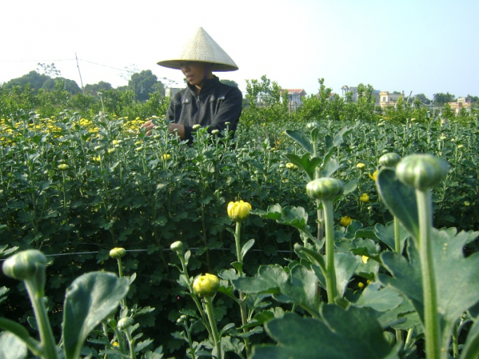 Cắt tỉa những mầm hoa bị hỏng để dồn dinh dưỡng nu&ocirc;i c&aacute;c nụ hoa kh&aacute;c mập v&agrave; đẹp hơn....