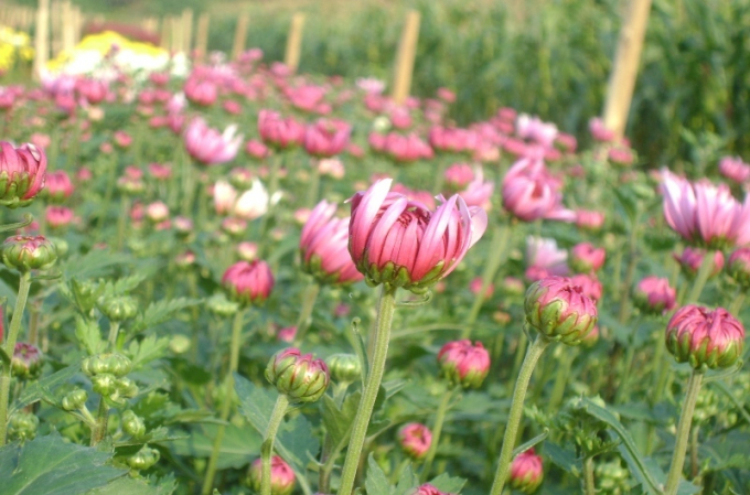 Những nụ hoa đang bắt đầu h&eacute; nở, ch&agrave;o đ&oacute;n xu&acirc;n sang.