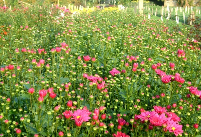 Những b&ocirc;ng hoa c&agrave;ng rực rỡ khi c&oacute; &aacute;nh nắng mặt trời chiếu rọi.