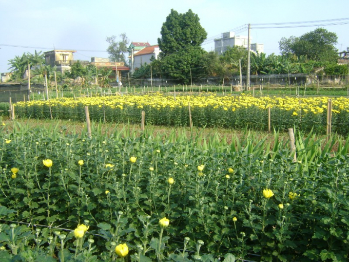 Những b&ocirc;ng c&uacute;c nở sớm sẽ được chọn lọc mang đi ti&ecirc;u thụ trước.