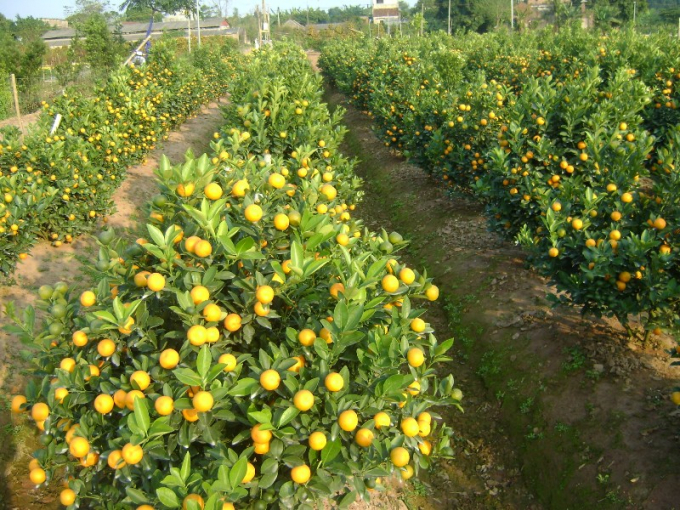 Ngo&agrave;i hoa hồng, hoa c&uacute;c, quất cảnh cũng đang c&ugrave;ng khoe sắc tại l&agrave;ng hoa Ph&ugrave; V&acirc;n.