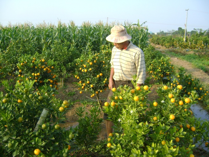 Với mỗi loại c&acirc;y cảnh, loại hoa đều phải c&oacute; chế độ chăm s&oacute;c đặc biệt kh&aacute;c nhau trong thời tiết thất thường như năm nay.