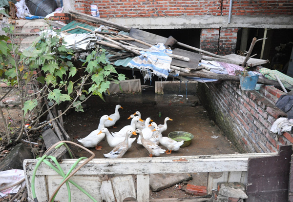 Biệt thự th&agrave;nh nơi nu&ocirc;i g&agrave;, vịt, trồng rau tại khu đ&ocirc; thị Trung Văn, Nam Từ Li&ecirc;m, H&agrave; Nội (Ảnh: Tri thức trẻ)