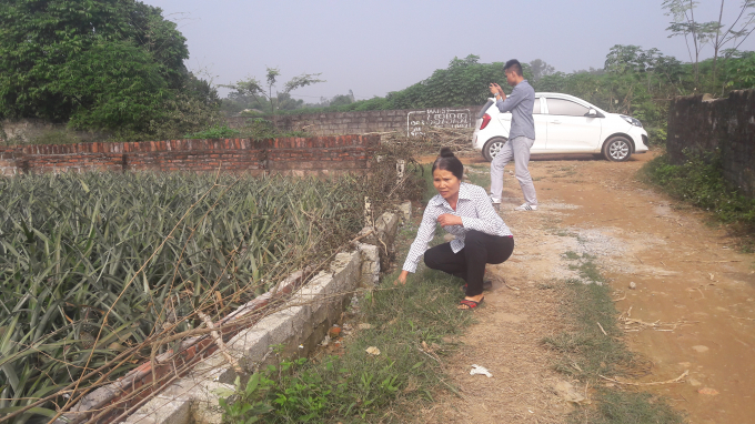 &nbsp;Người d&acirc;n n&ocirc;ng trường dứa Suối Hai k&ecirc;u cứu v&igrave; kh&ocirc;ng được giải quyết thỏa đ&aacute;ng.