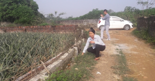 Ba Vì, Hà Nội: Người dân mất thêm đất sau khi gõ cửa "cầu cứu" Xí nghiệp Dứa Suối Hai?