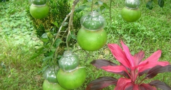 Độc đáo tạo hình trái cây ngày Tết