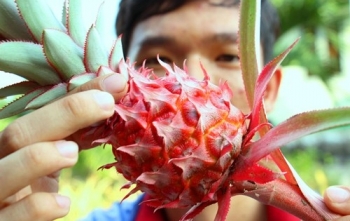 Trồng dứa đỏ bán Tết kiếm trăm triệu đồng ở miền Tây